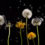 Dandelions